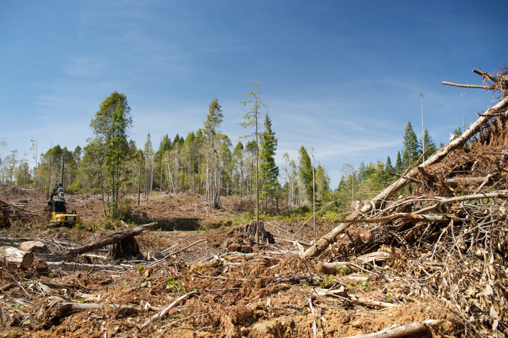 A logged landscape with tree remnants