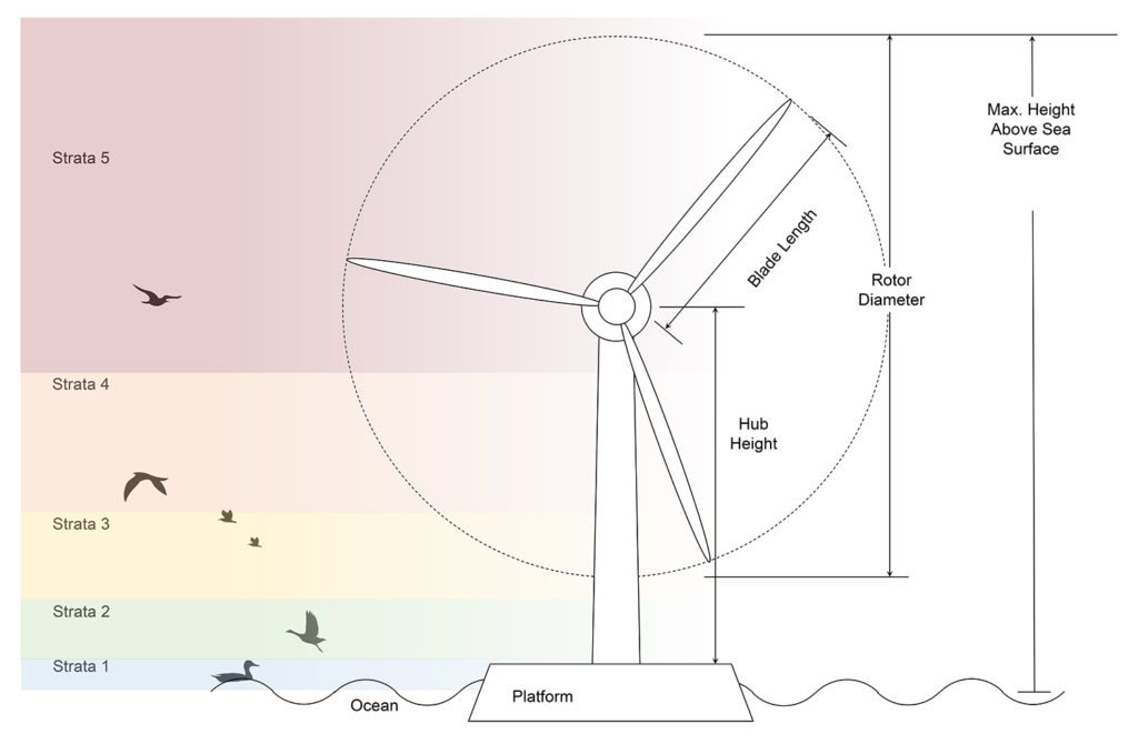 Image shows a turbine with delimiters for hub height, blade length, rotor diameter, and max distance above the sea, intersecting with 5 different strata of bird flight.