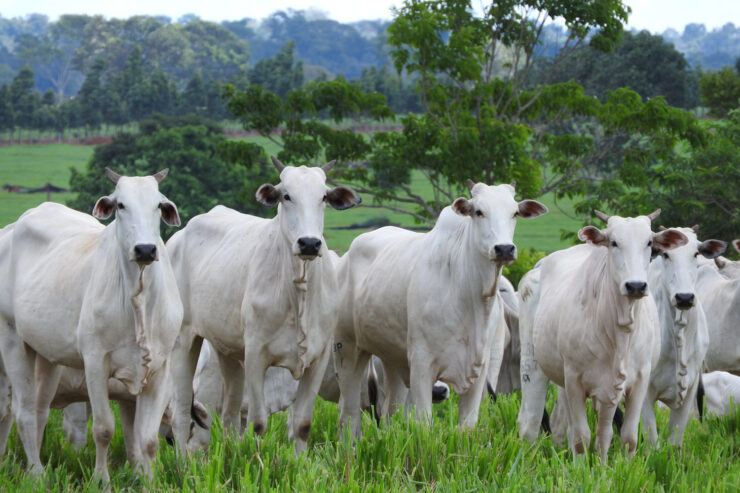 White cows stand in a field with a forest in the distance