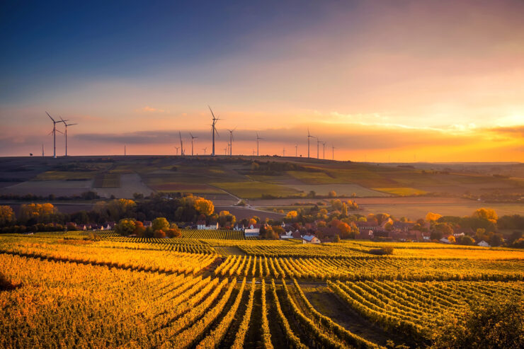 An agricultural field at sunset with wind turbines in the distance