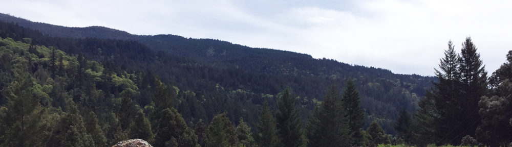 Looking over a ridge toward evergreen mountains