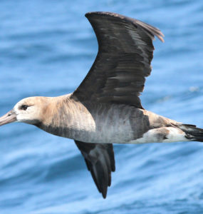 A closeup of an albatross flying above the ocean