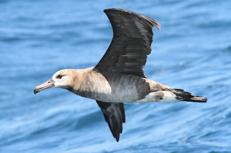 A closeup of an albatross flying above the ocean