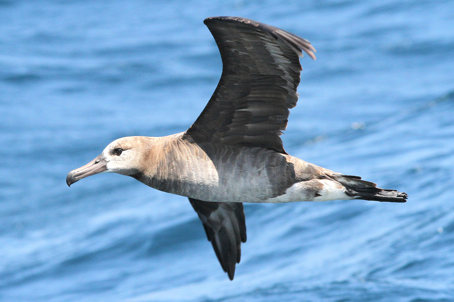 Tuesday, September 24 @ 1 pm (webinar) — Seabirds in 3D: A Framework to Evaluate Collision Vulnerability with Future Offshore Wind Developments