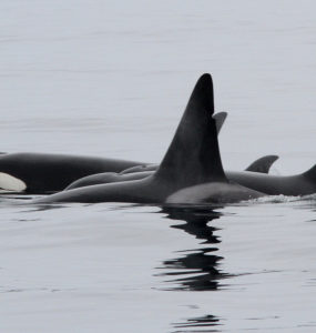 Orcas swim in grey water