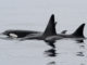Orcas swim in grey water