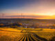 An agricultural field at sunset with wind turbines in the distance