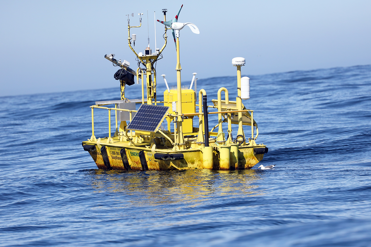 Offshore wind studies: Seabird 3D