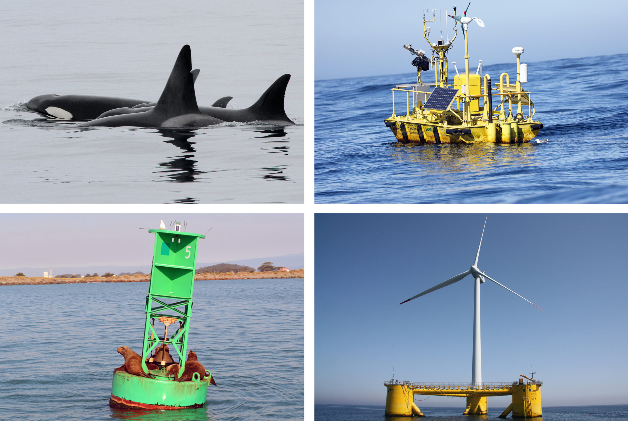 A grid of four photos showing a pod of three Orcas (upper left), a sensor buoy on the water (upper right), a buoy with three fur seals laying on it in Humboldt Bay (lower left) and a floating offshore wind turbine (lower right).