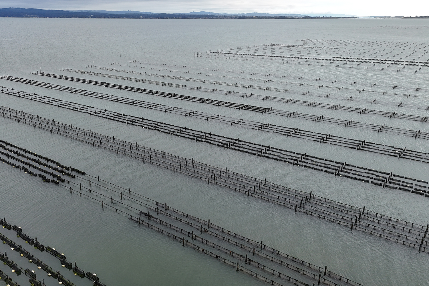 2026 aerial image of oyster farms in Humboldt Bay shows long lines in sets of four, marching across the north region of the bay.